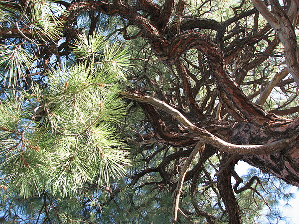 Pine-ally Looking Up by Jessica Boone Pine-ally Looking Up by Jessica Boone
